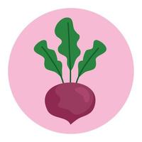 radish fresh vegetable on round frame, in white background vector