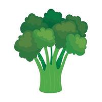 fresh broccoli vegetable, on white background vector