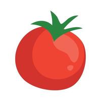 fresh tomato vegetable in white background vector