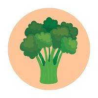 fresh broccoli vegetable on round frame vector