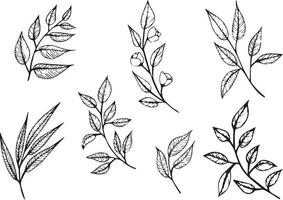 Set of graphic vector plant branches with leaves and flowers. Vector elements for wedding design, logo design, packaging and other ideas