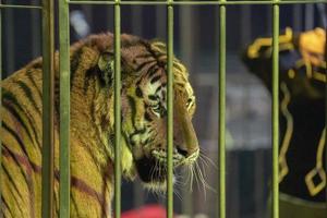 circus caged tiger photo