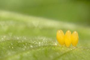 Ladybug yellow eggs on raspberry leaf macro photo