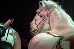 circus horses on black background photo