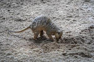 meerkat portrait while digging photo