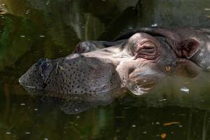 hyppopotamus hippo close up portrait in water photo