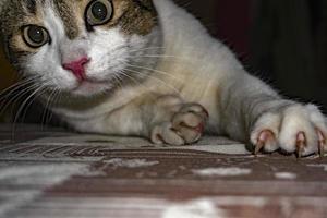 white and brown cat looking at you photo