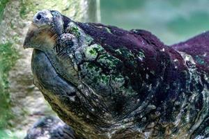 caimán tortuga mordedora retrato submarino foto