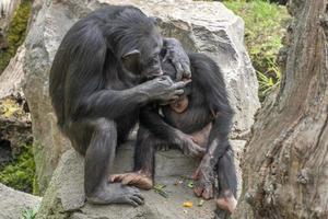 Chimpanzee ape while grooming photo