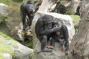 Chimpanzee ape while grooming photo