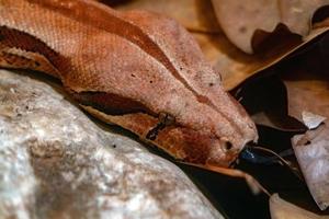Boa constrictor snake close up portrait photo