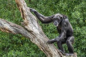 Chimpanzee ape monkey portrait on a tree photo