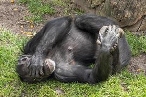 Chimpanzee ape monkey close up photo