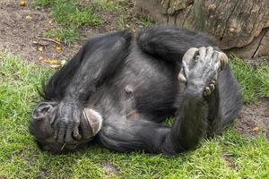 chimpancé simio mono cerrar foto