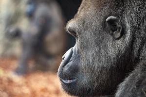 male silverback gorilla portrait looking photo