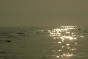 Dolphin while jumping in the sea at sunset photo