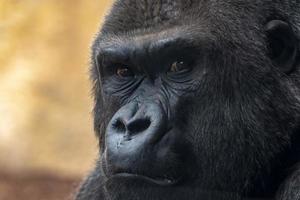 silverback king gorilla face close up eyes contact looking at you photo