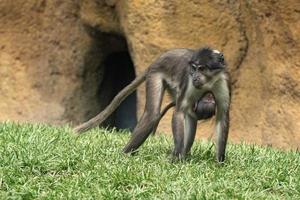 mangabey monkey ape mother and son photo