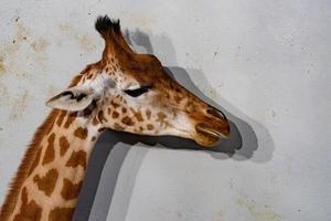 Tanzania giraffe close up portrait isolated on white photo