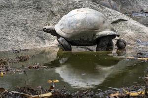 tortuga gigante de seychelles foto