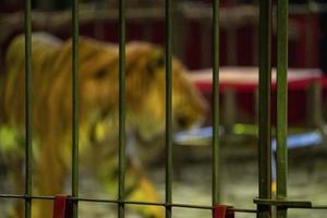 circus caged tiger photo