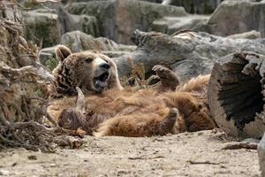 oso mientras se relaja posición divertida foto