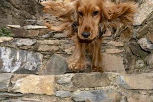 lindo cachorro perro cocker spaniel retrato mirándote en el patio foto