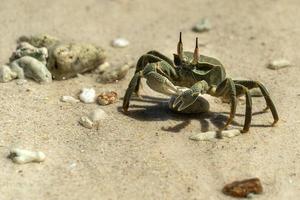 green crab in seychelles beach photo