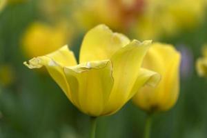 flor de tulipán en los jardines baltimore sherwood foto