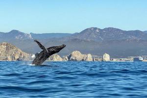 violación de ballenas jorobadas foto