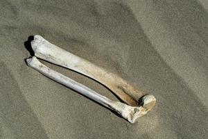 huesos de las piernas en la playa foto