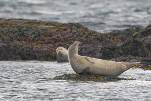una foca relajándose en una roca en islandia foto