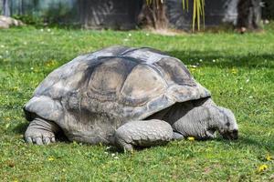 tortuga gigante de madagascar de cerca foto