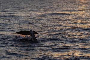 Sperm Whale at sunset in mediterranean Sea photo