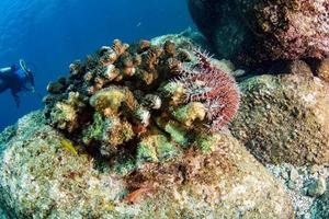 Sea star crown of thorns destroy corals photo