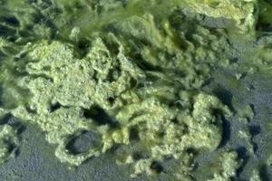 River green alga detail photo