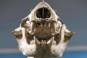 sea lion skull photo