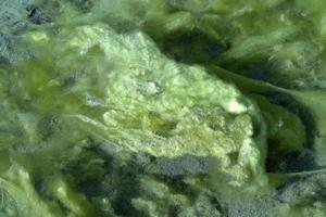 detalle de alga verde de río foto