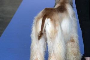 Afghan greyhound dog tail photo