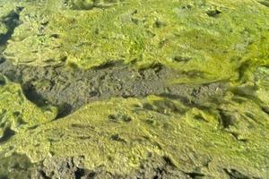 detalle de alga verde de río foto