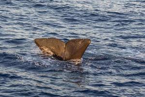 Sperm Whale at sunset in mediterranean Sea photo