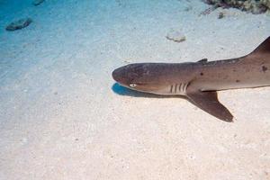 white tip reef shark ready to attack underwater photo