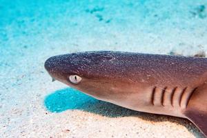 white tip reef shark ready to attack underwater photo