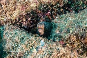 Eel mooray while diving Cortez Sea photo