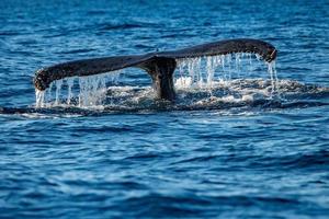 humpback whale tail photo