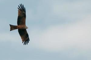 A kite eagle flying in the light blue sky background photo