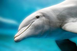 dolphin smiling eye close up portrait photo