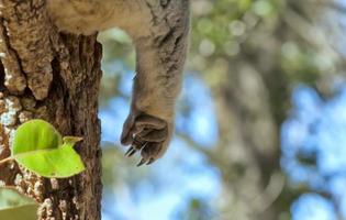 A koala paw detail while relaxing on a tree photo
