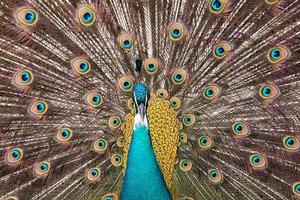 peacock bird close up portrait photo