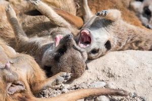 african meerkats looking at you photo